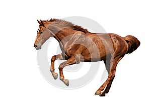 Brown horse galloping fast isolated on white