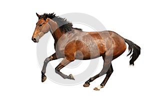 Brown horse galloping fast isolated on white