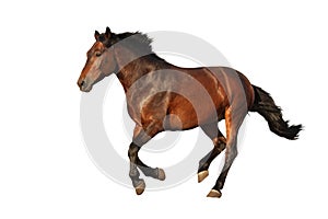 Brown horse galloping isolated on white