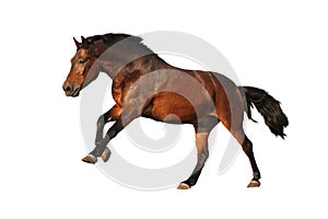 Brown horse galloping isolated on white