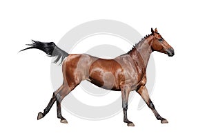 Brown horse galloping isolated on white