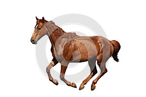 Brown horse galloping isolated on white