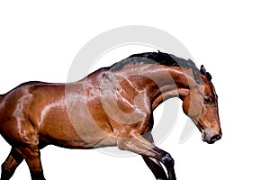 Brown horse galloping isolated on white background