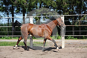 Brown horse galloping in the paddock