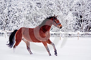 Brown horse galloping in the snow field