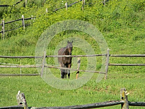 Brown horse in gassy field