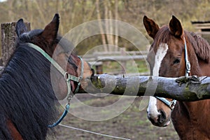 Brown horse gnawing a wooden stake in the fence, the other horse watching it from the second corral. They have halters