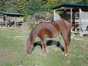 Brown horse on the grass
