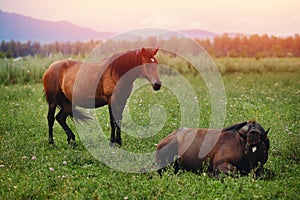 Brown horse grazes