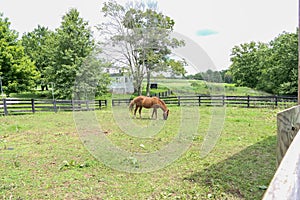A brown horse grazes in a field