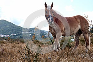 Brown horse grazes in a field with dry grass. Portrait of mare in mountain landscape near sunset.