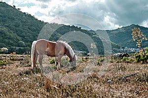 Brown horse grazes in a field with dry grass. Portrait of mare in mountain landscape near sunset.