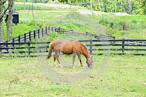 A brown horse grazes in front of a fence