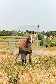 Brown horse grazes on a meadow