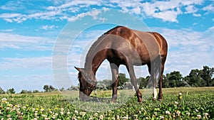 Brown Horse Grazes in the Meadow Against the Blue Sky