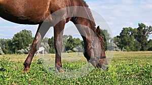 Brown Horse Grazes in the Meadow Against the Blue Sky