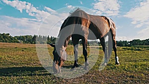 Brown Horse Grazes in the Meadow Against the Blue Sky