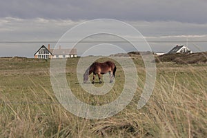 Brown horse grazing on a field at a gloomy weather
