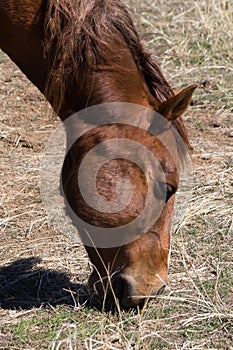 Brown Horse Grazing on Grass Field