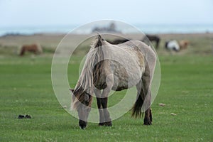Brown horse grazing in Iceland