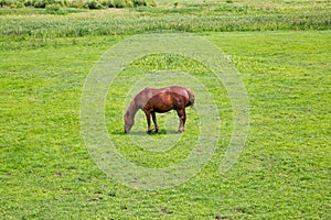 Brown horse grazing in the meadow