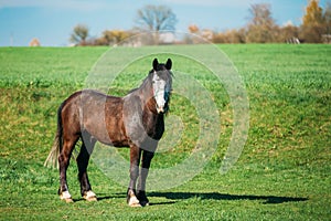 Brown Horse Grazing In Meadow With Green Grass In Summer Sunny D