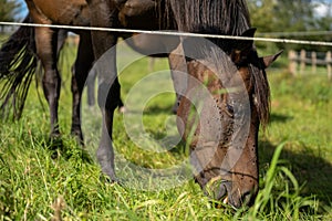 Brown horse grazing in the pasture with a lot of flies on the face