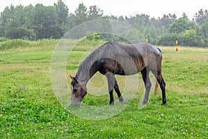 Brown horse grazing in the rain in a forest clearing on a summer day