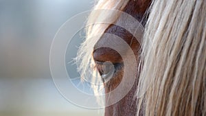 Brown horse on grazing at sunset.