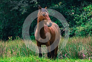 Brown horse in field photo