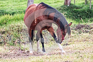 A brown horse in green grass paddock scratching a leg in the morning