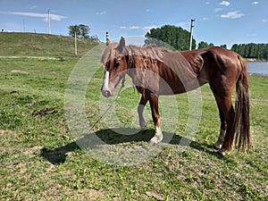 A brown horse in a green meadow by the blue river. Blue sky with white clouds