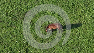 Brown horse on green pasture