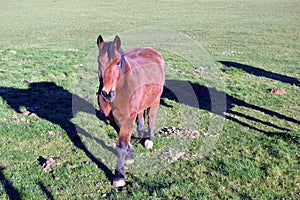 A brown horse photo