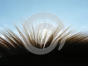 brown horse hair closeup against clear sky background