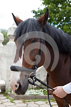 Brown horse hand-held for the bridle