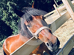 Brown horse hanging head over wooden fence, RIdin Hy Dude Ranch Warrensburg, , New York