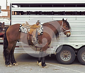 This brown horse is saddled and ready for a ride. He is tied next to his transport carrier.