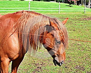 A brown horse having a combed