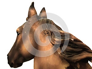 Brown horse head