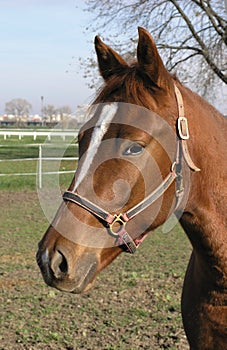 Brown horse head