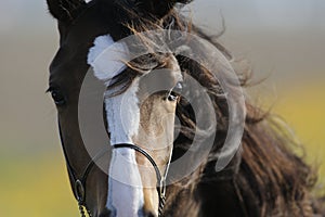 Brown horse head