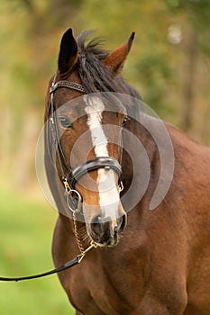 A brown horse head, in the autumn evening sun