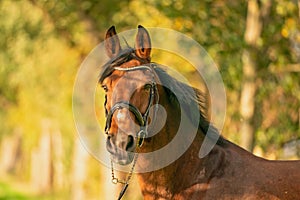 A brown horse head, in the autumn evening sun