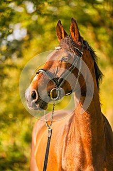 A brown horse head, in the autumn evening sun