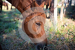 Brown Horse head is bent to eatting grass Near barbed wire