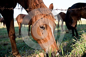 Brown Horse head is bent to eatting grass Near barbed wire