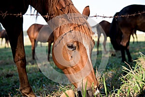 Brown Horse head is bent to eatting grass Near barbed wire photo