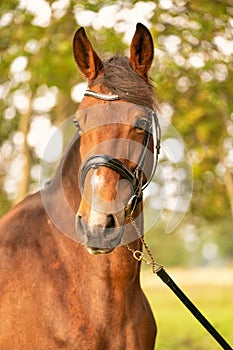 A brown horse head, with a bridle, in the autumn evening sun