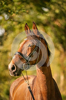 A brown horse head, with a bridle, in the autumn evening sun